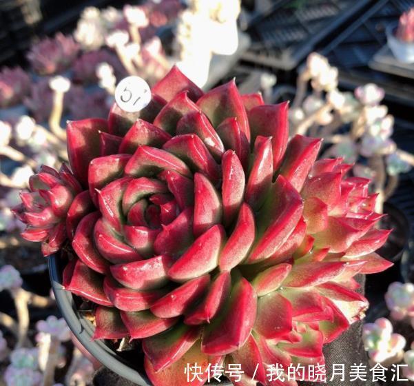 叶片|6种东云系多肉,皮实好养还漂亮,叶片肥厚霸气侧漏,值得拥有