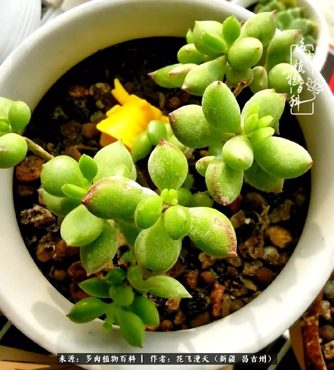 对多肉是发自内心的喜欢,心甘情愿被它们俘虏!