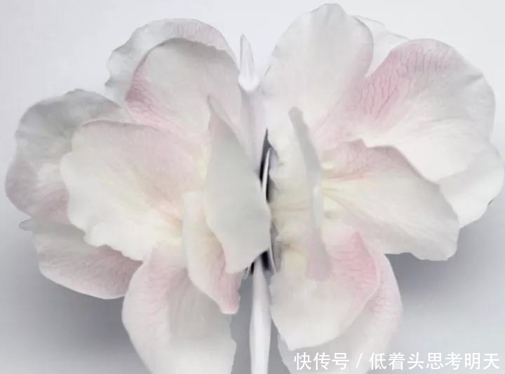  重样|每天折一只千纸鹤，他坚持了1000天不重样，女友被感动到梨花带雨