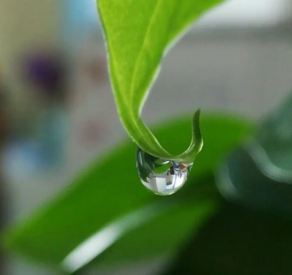 花叶子噗噗冒水珠,恭喜你,把花养灵了!