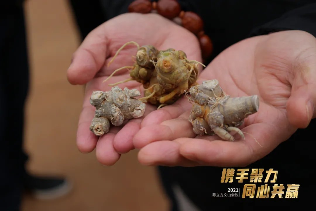 黄芪|看着一样，其实含金量差大了