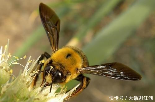 飞天 四种本来不该飞天的动物,却一次次完成了飞行壮举,不可思议