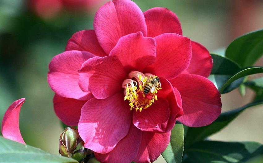 土壤|5种花爱吃醋,酸性土养得好,一睹为快看看都有谁