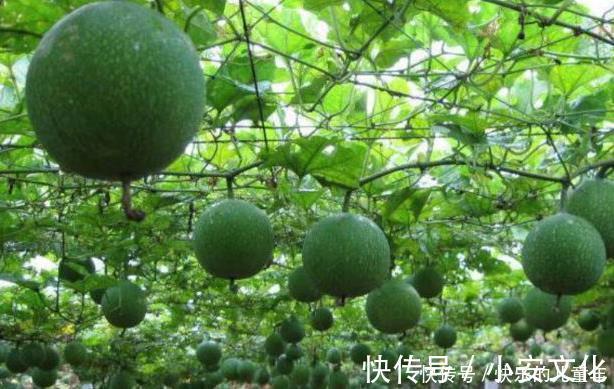 此物|咳嗽老是不好多用一果泡水,坚持7天,止咳化痰,一整年不生病