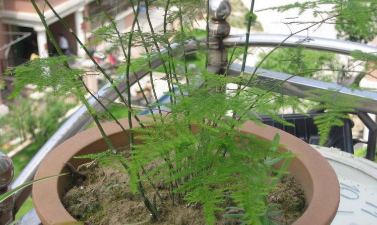 花友们|养文竹，不注意此3点，叶片枯黄，植株没精神、长势见阻