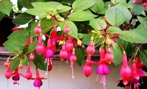 倒挂金钟|此花枝条沾土就生根，3个月长满盆，一年能开200天，值得拥有