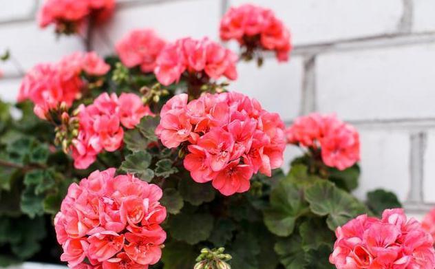 适合懒人种植的6种易爆盆花卉，一定要养一盆，简单爆成大花球