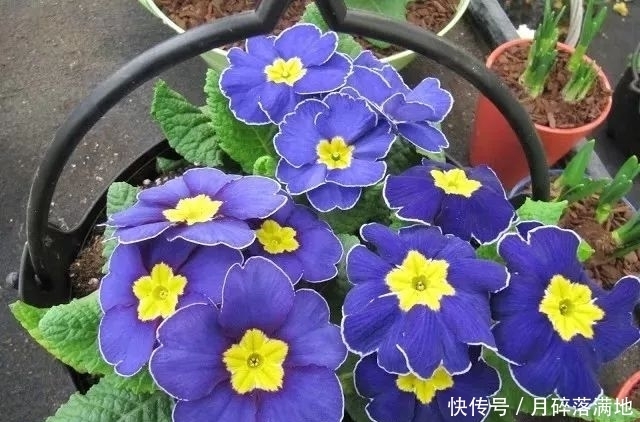 冬天养什么花好，它就不错，花朵大花苞多，很漂亮好养活