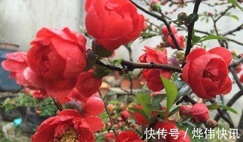 一种花叫“木瓜”，耐寒好养，开花漂亮，春季开满枝，比玫瑰美