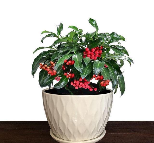 富贵籽的养护方法都在这里,不会的赶紧收藏