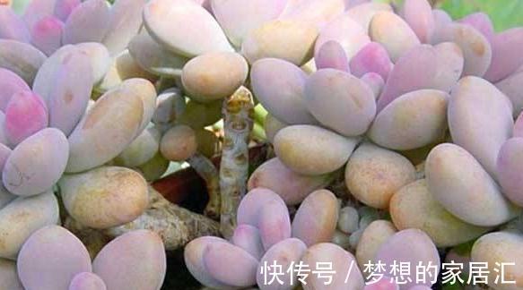 简单易明的4个方法，让新养多肉能够快速服盆