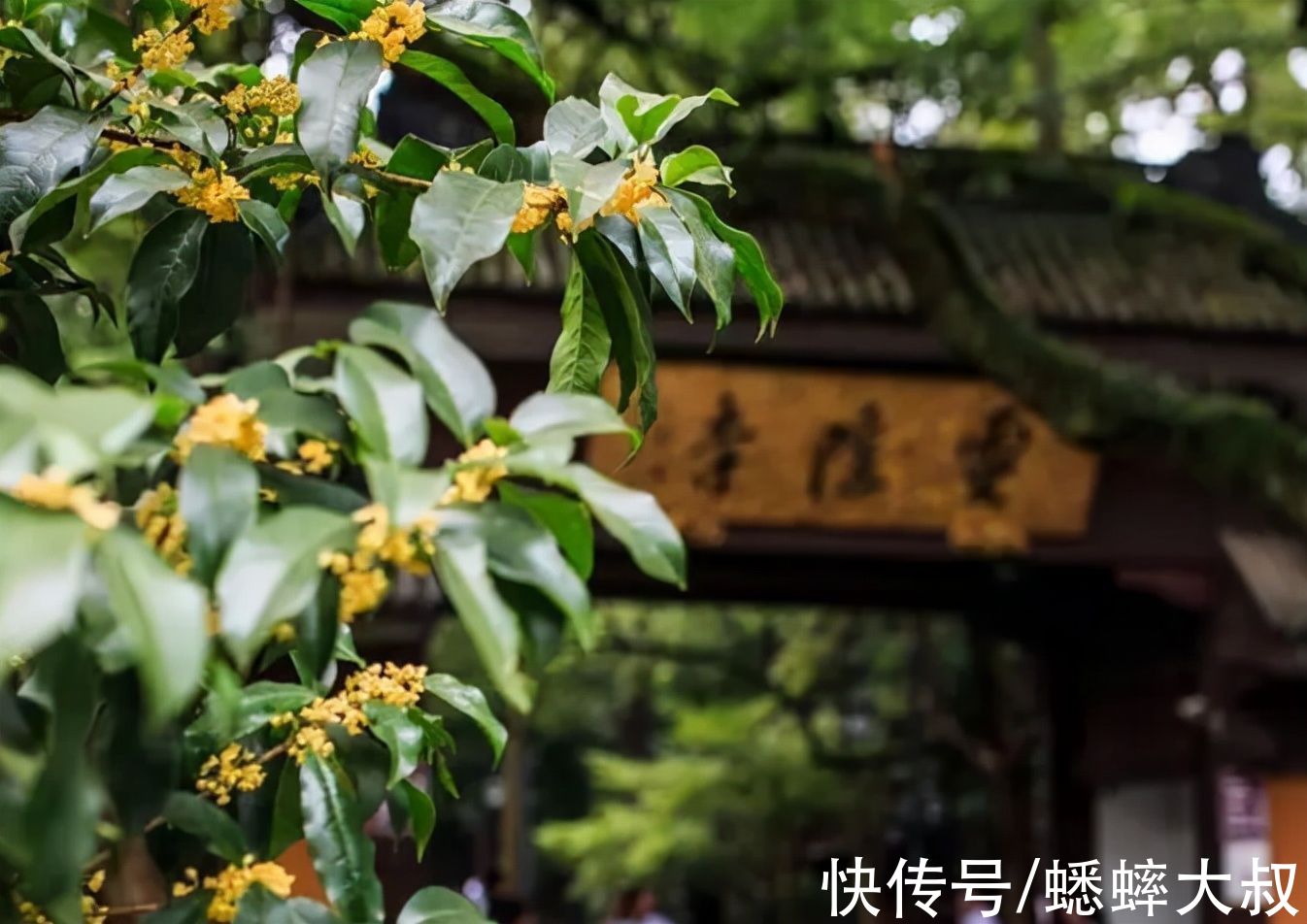 桂花味|杭州桂花味秋天上线，推荐五个休闲游景点，既能赏桂又能拍照