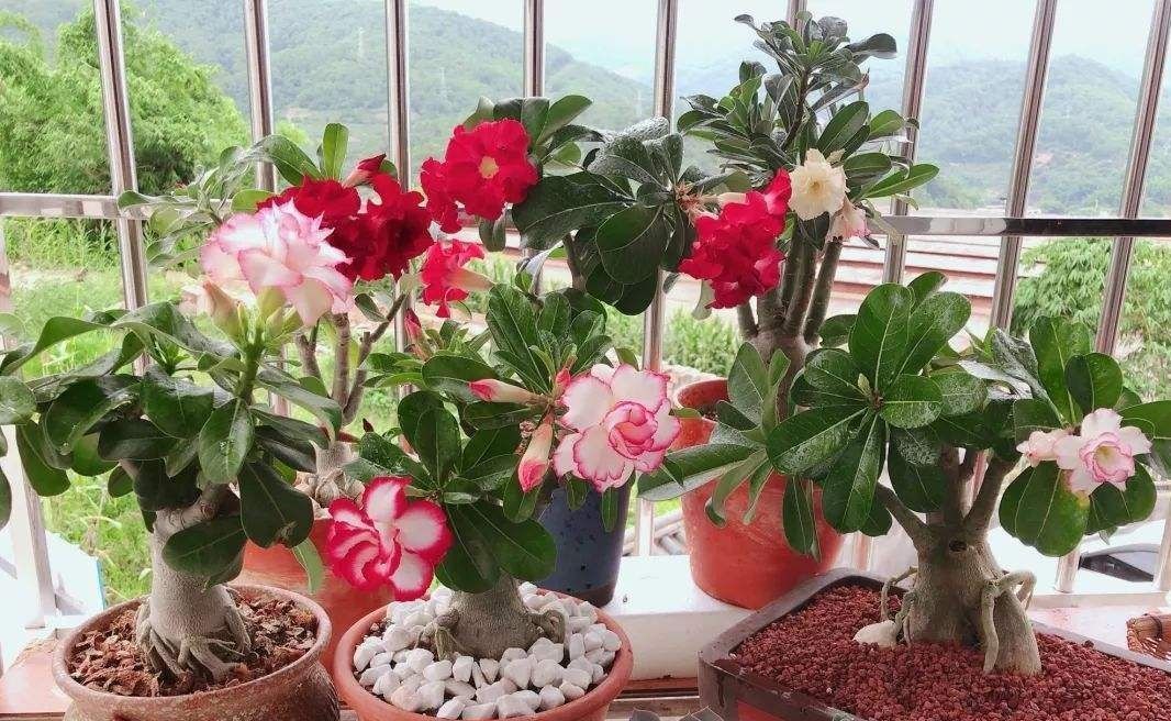 需要穷养的四种花，小盆养，多太阳，养成大老桩，颜值高高