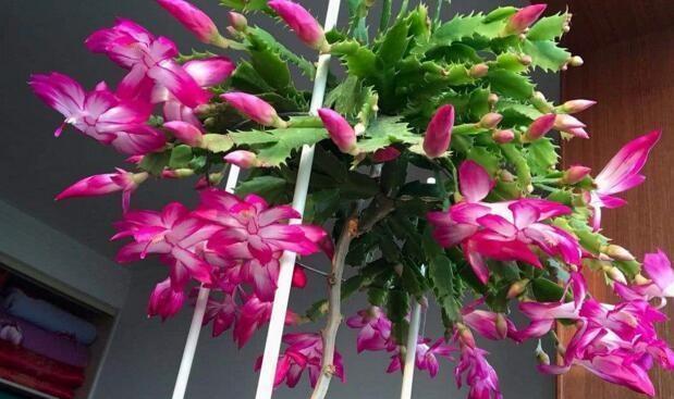 家庭养蟹爪兰,一个“小窍门”,不怕热,不怕冷,一年到头都开花