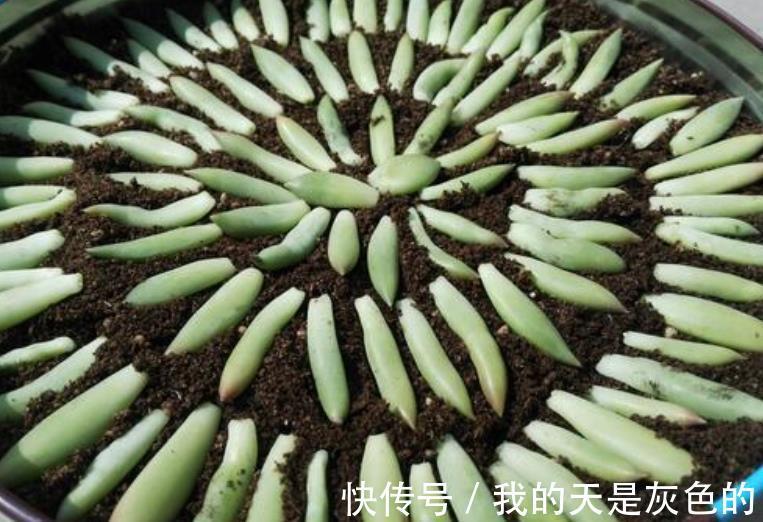 光照|养多肉千佛手，砍头繁殖简单，叶插成活率高，适合新人练手