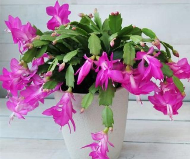 家里养3种花，不能太“勤快”，不然也是养不好“它们”