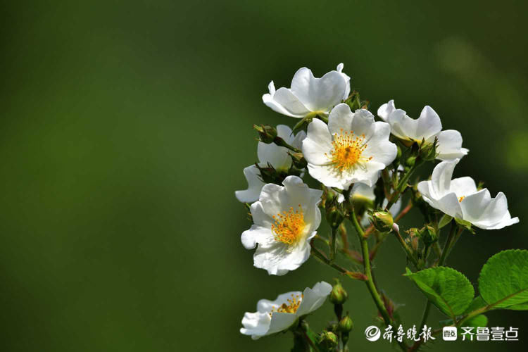 济南泉城公园白色野蔷薇花开烂漫，宛如夏天的小精灵|花开齐鲁| 野蔷薇