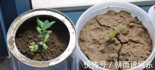 盆土板结,请不要“浇水”!浇完就烂根,你只需一技巧,轻松逆转