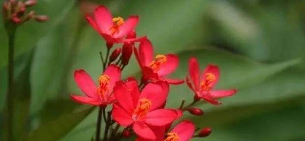 三色堇|花期超长的6款花,养1盆能全年赏花,好看又好养