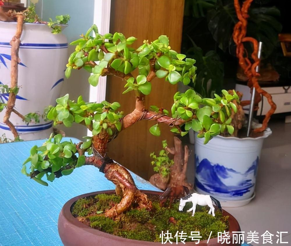 金枝玉叶不娇贵,满足“三习性”,即使不浇水,每天也能长一片叶