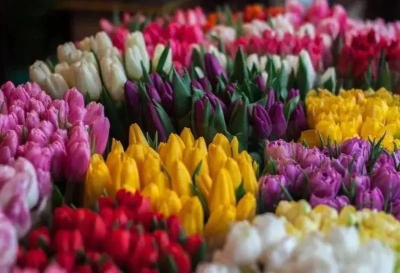 这样“年货”你备了吗？年宵花图鉴（下）请查收