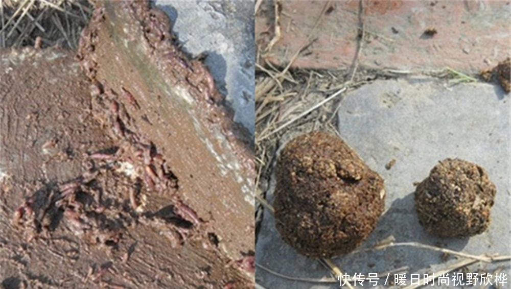 进食|野钓黄颡鱼,窝料和饵料的选用技巧,打窝聚鱼手法也是与众不同!