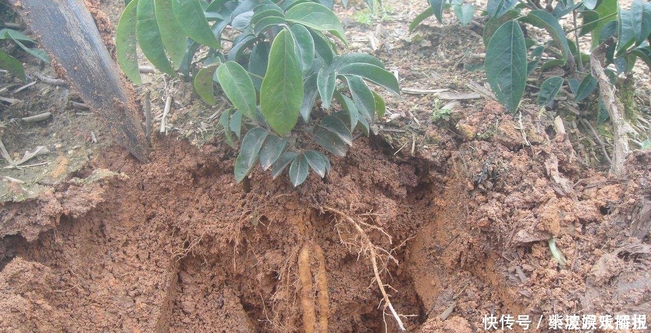 此物|此物人称“南方小人参”,价值不菲却被误当成柴火,网友:可惜了