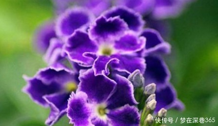 盆花|新手养花,不如养盆花中精品“卡罗拉”,红艳似火,太惊艳了