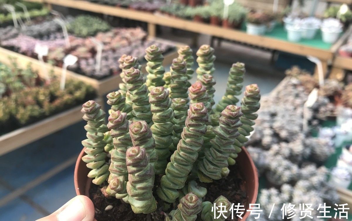 家里养这3种花的有福了,旺财又旺宅,招财纳福好运不停