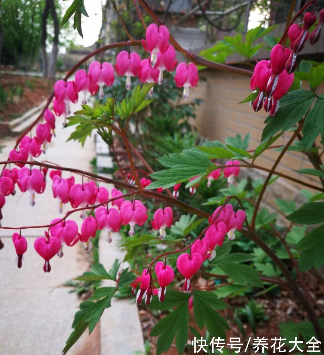 绿萝|家里别只养绿萝，15种精致耐阴花，光照不好也能长很美