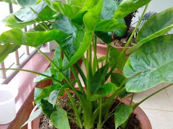 断交|如果有人送你3种花，不要养在家中，是我就直接断交