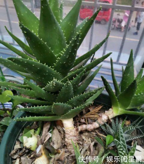 芦荟|让芦荟长侧芽的三个小妙招,学会了,密密麻麻的小芽长满盆