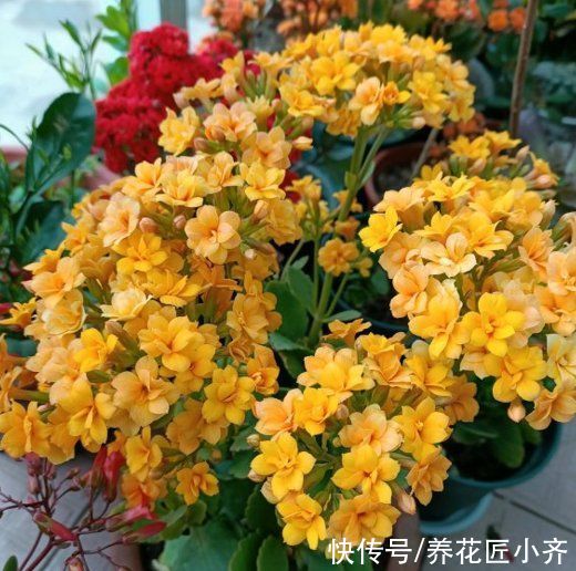 11月长寿不长花苞？给它做好“3件事”，枝条顶部全是花