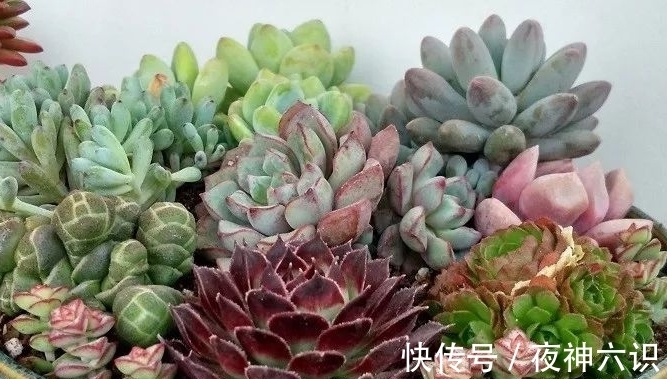 合适的时机,正确的施肥,助力多肉美翻天