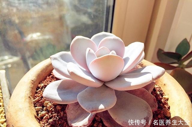 这些多肉都是“金贵货”,别去摸,摸了就变丑!