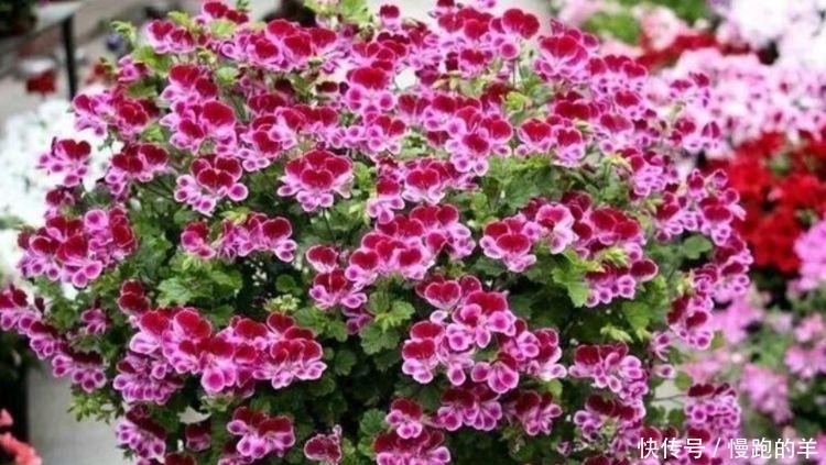 4种便宜花,阳台养几盆,一开就是300天,花开娇艳美不胜收