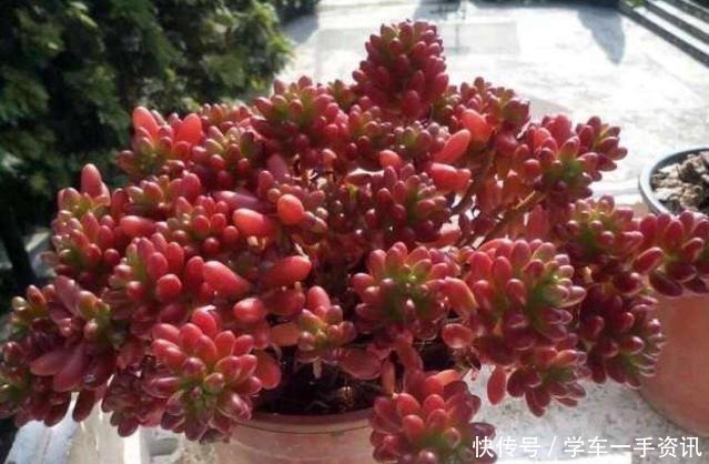 多肉植物|8种多肉很普通,只要多见太阳,个个变成红颜色,人见人爱!