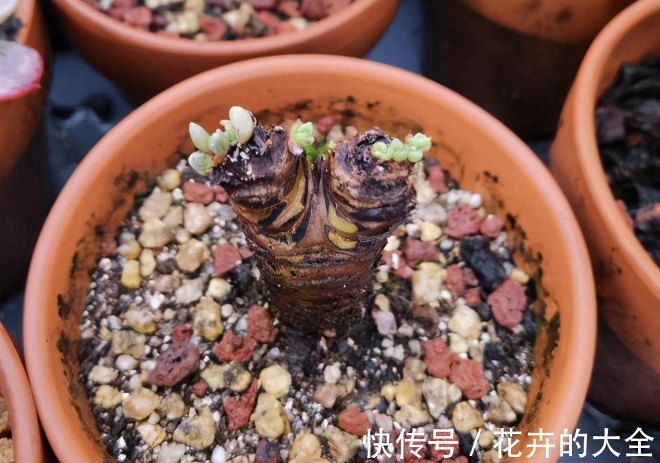 怎么才能养出漂亮的多肉,养好根随便虐,盆盆都漂亮,个个胖嘟嘟