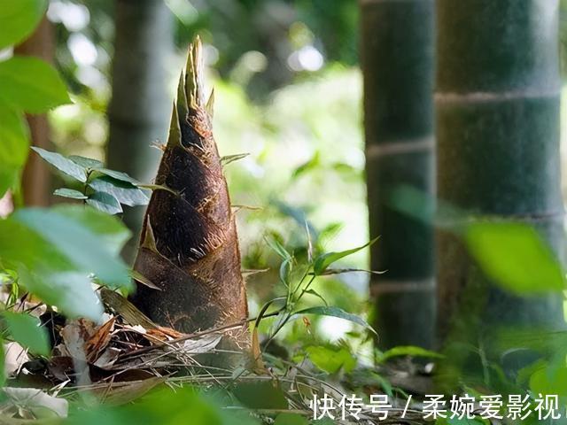 大楼|亚马逊新总部大楼方案问世，巨吸睛！网友：这不一坨笋吗？