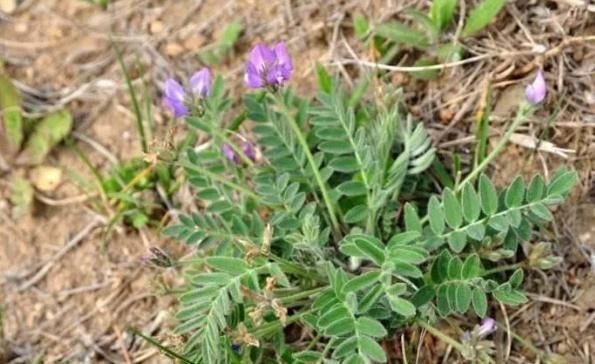 農村一種野草,人稱“米口袋”,藥用價值高,遇見采回家,不虧