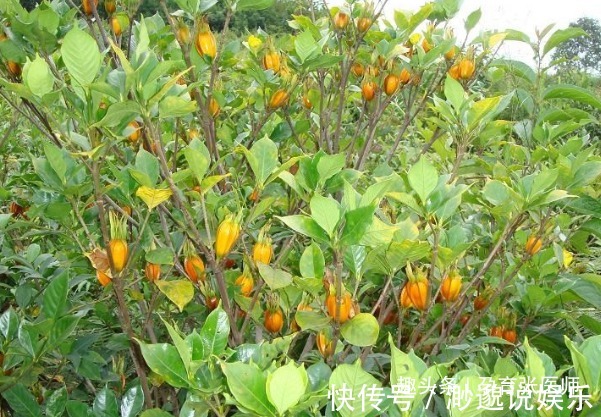 此物|晚上易失眠多梦用此物泡水,睡前来一杯,告别失眠,远离黑眼圈