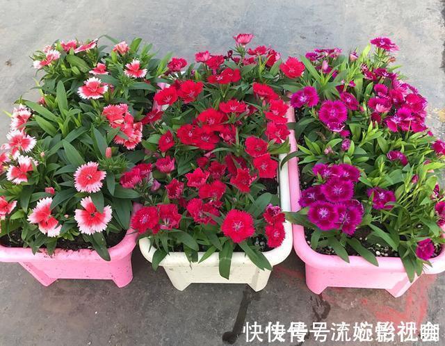 旧土|养花旧土别扔，“3样”东西加一点，土质肥沃，养花特旺，开花多