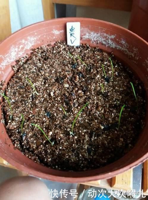 惊艳|这种球乱养都能活,丢盆里1个月开花,开花太惊艳