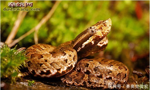 台湾烙铁头蛇 台湾特有蛇 体型小毒性很强 快资讯 台湾烙铁头蛇 台湾特有蛇 体型小毒性很强 快资讯