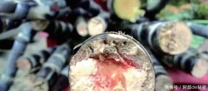 讲究|又到甘蔗大量上市的时节,学会这几个妙招让你吃的开心又健康