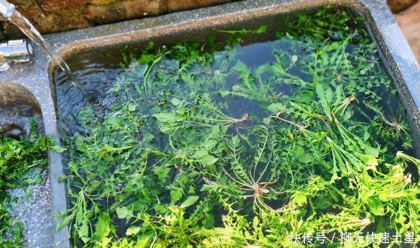吃法|夏季挖野菜，送你64种野菜图片大全，教你认识不同的野菜和吃法！