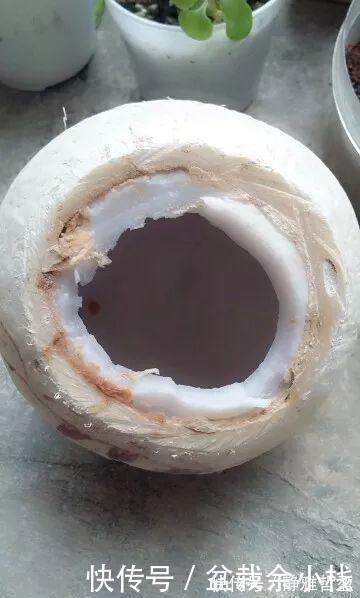 买的花盆又贵又难看？花花教你自制花盆，省钱又漂亮！