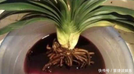 松针土|手把手教你“君子兰”换盆,做好关键几点,年年开花不断,长得旺