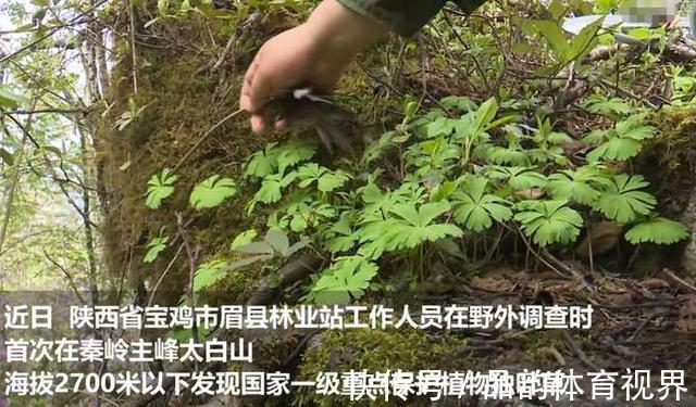 秦岭发现奇特植物，只有一叶一花，很娇弱却从恐龙时代生存到现在