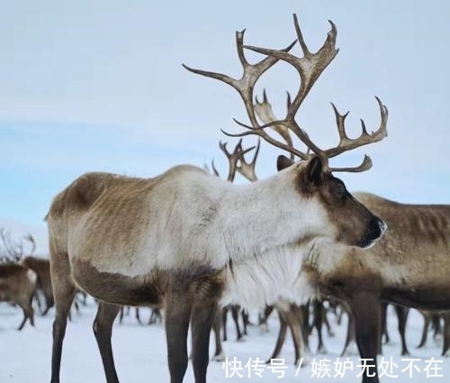 美国@“牛魔王”的坐骑现身美国,如今泛滥成灾,只有养狼才能勉强应付